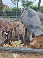 Moeder en big te koop, Dieren en Toebehoren, Schapen, Geiten en Varkens, Meerdere dieren, Geit