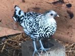 Italienner en dalmatiërs zwarte Sussex hennen kippen, Meerdere dieren, Kip