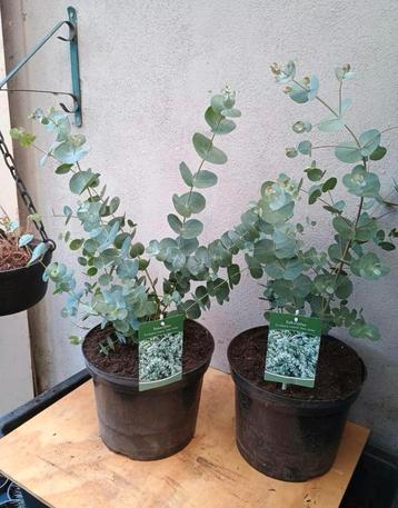 Te kooo mooie eucalyptus beschikbaar voor biedingen
