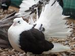 Sierduiven te koop | Mooie bonte hoogvliegers | Sier duif, Meerdere dieren, Overige soorten