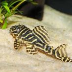L129 colombian zebra pleco, Dieren en Toebehoren, Vissen | Aquariumvissen, Vis
