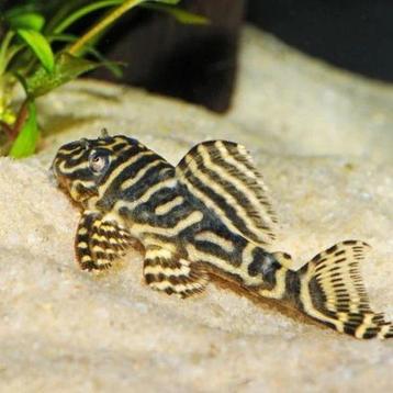 L129 colombian zebra pleco beschikbaar voor biedingen