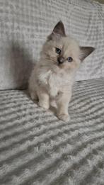 Ragdoll kittens, Dieren en Toebehoren, Meerdere dieren, Ontwormd, 0 tot 2 jaar