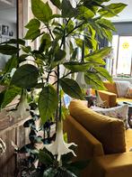 Brugmansia KUNST, Bloeit niet, Overige soorten, 100 tot 250 cm, Ophalen