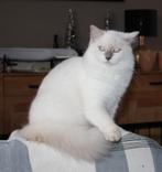 Lieve Ragdoll poes 6 maand oud met stamboom, Dieren en Toebehoren, Katten en Kittens | Raskatten | Langhaar, Poes, Gechipt