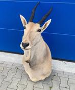 Opgezette Eland Antilope , Taxidermie , Opgezet , Interieur, Verzamelen, Dierenverzamelingen, Overige soorten, Opgezet dier, Ophalen of Verzenden