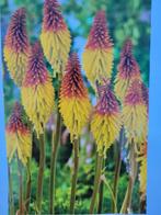 Vuurplant (kniphofia), Tuin en Terras, Bloembollen en Zaden, Voorjaar, Ophalen, Volle zon