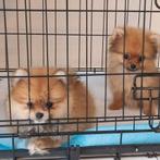Mini pomeriaan pups, Dieren en Toebehoren, Honden | Poolhonden, Keeshonden en Oertypen, Particulier, Rabiës (hondsdolheid), 15 weken tot 1 jaar