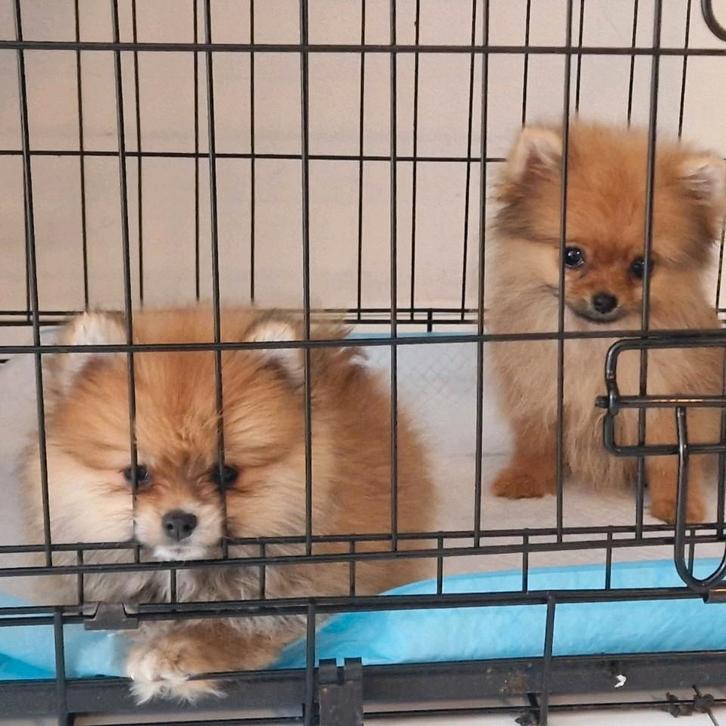 Mini pomeriaan pups, Dieren en Toebehoren, Honden | Poolhonden, Keeshonden en Oertypen, Meerdere dieren, Overige rassen, Particulier