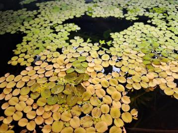 Aquarium drijfplantjes  beschikbaar voor biedingen