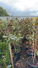 Magnolia grandi flora little jenn grote plant stunt 34,95, Vaste plant, Halfschaduw, Zomer, Ophalen