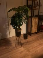 Plantenstandaard met Monstera Plant, Ophalen of Verzenden, Zo goed als nieuw