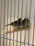 Koppel Cubavinken, Dieren en Toebehoren, Vogels | Overige Vogels, Meerdere dieren, Geringd