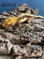 Wimper gekko / correlophus ciliatus / extreem Harlequin /man, Dieren en Toebehoren