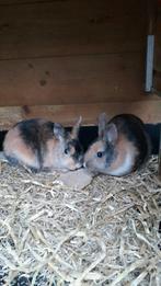 Dwergkonijnen, Dieren en Toebehoren, Konijnen, Mannelijk, Dwerg