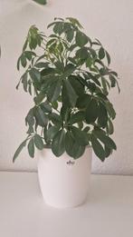 Gezonde Schefflera (vingerplant) met Elho pot – onderhoudsvr, Huis en Inrichting, Ophalen, Overige soorten, Minder dan 100 cm