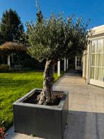 Prachtige Olijfboom in Pot, Bloeit niet, 100 tot 250 cm, Olijfboom, Ophalen