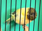 Glosters, Dieren en Toebehoren, Vogels | Kanaries, Meerdere dieren, Postuurkanarie