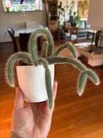 Hildewintera Colademononis, Ophalen of Verzenden, Halfschaduw, Minder dan 100 cm