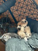 Ragdoll kittens, Dieren en Toebehoren, Katten en Kittens | Overige Katten, Meerdere dieren, Langharig, 0 tot 2 jaar