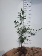 Beukenhaag van beukenkwekerij, Tuin en Terras, Ophalen of Verzenden, Beukenhaag, Haag, Minder dan 100 cm