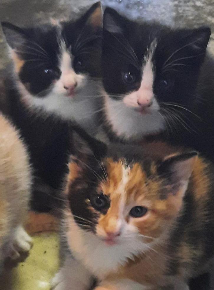 NIET MEER BESCHIKBAAR  Lieve, aanhankelijke jonge kittens, Dieren en Toebehoren, Katten en Kittens | Overige Katten, Kortharig