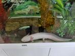 Axolotl man, Dieren en Toebehoren