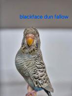 Dunfallow blackface, Dieren en Toebehoren, Vogels | Parkieten en Papegaaien, Meerdere dieren, Parkiet