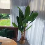 Kunst Bananenplant - Prachtige Decoratie, Ophalen, Overige soorten, 150 tot 200 cm