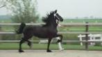 Dragende Friese Ster merrie met vol papier uit stam 8, Dieren en Toebehoren, Paarden, Merrie, Z, Gechipt, Dressuurpaard