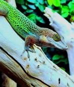 Anolis leachii, Hagedis, 0 tot 2 jaar