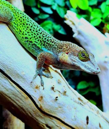 Anolis leachii beschikbaar voor biedingen