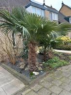 Palmboom, 100 tot 250 cm, Zomer, Palmboom, Ophalen