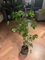 Rhaphidophora Tetrasperma (Mini Monstera), Ophalen, Overige soorten, Halfschaduw, 150 tot 200 cm