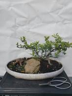 Pyracantha bonsai in knop, Ophalen of Verzenden