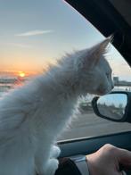 Maine Coon kittens, Dieren en Toebehoren, Katten en Kittens | Raskatten | Langhaar, Meerdere dieren, Ontwormd, 0 tot 2 jaar