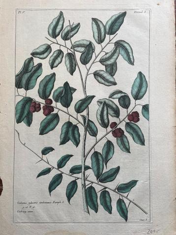 gravure Buchoz Cudranus sylvestris amboinensis 1783 beschikbaar voor biedingen