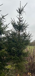 Kerstboom ca 3 meter, Tuin en Terras, Planten | Bomen, Bloeit niet, Overige soorten, 250 tot 400 cm, Ophalen