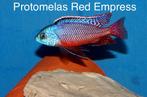 Protomelas Red Empress ( Malawi Cichliden )