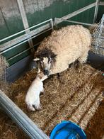 2 schapen met 1 lam., Vrouwelijk, Schaap
