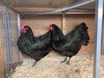 2 zwarte australorp hennen 2025 OPHALEN HASSELT BELGIE, Dieren en Toebehoren, Pluimvee, Vrouwelijk, Kip