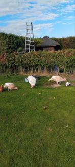 Kalkoenen,  1 mannetje, 2 vrouwtjes, 1 kuiken, Dieren en Toebehoren, Pluimvee, Meerdere dieren, Kalkoen