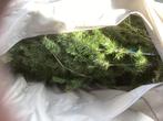 kerstboom, Diversen, Kerst, Ophalen, Zo goed als nieuw