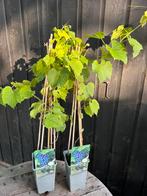 Druivenplant, Tuin en Terras, Planten | Tuinplanten, Ophalen of Verzenden, Zomer, Vaste plant, Fruitplanten