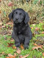 Golden retriever x labrador pups, Dieren en Toebehoren, Honden | Niet-rashonden, Rabiës (hondsdolheid), 8 tot 15 weken, Meerdere