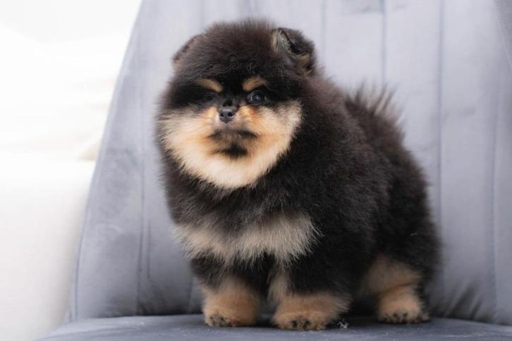 Bearface Pomeranian/Pomeriaan Teefje Binnenkort in NL, Dieren en Toebehoren, Honden | Poolhonden, Keeshonden en Oertypen, Teef
