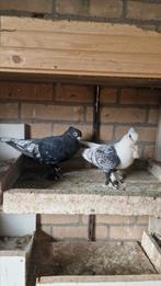 Koppel oosterse meeuwen, Dieren en Toebehoren, Meerdere dieren, Overige soorten