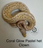 Koningspython ballpython Coral Glow Pastel het clown man, Dieren en Toebehoren, Reptielen en Amfibieën, Slang