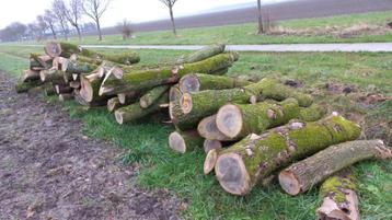 Inkoop Rondhout, Boomstammen, Stamhout, Brandhout, Zaaghout beschikbaar voor biedingen