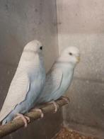 Grasparkieten van 4 maanden oud, Dieren en Toebehoren, Vogels | Parkieten en Papegaaien, Meerdere dieren, Parkiet